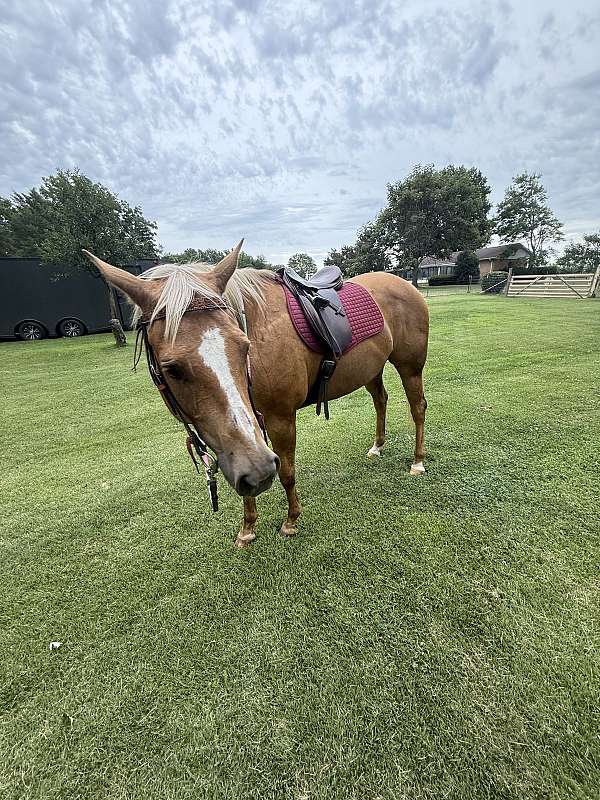 quarter-horse-for-sale