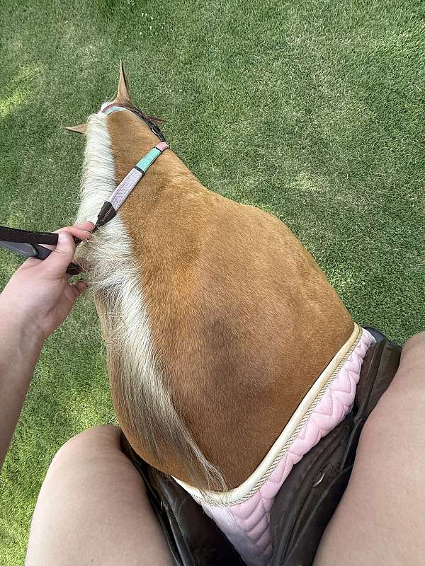 quarter-horse
