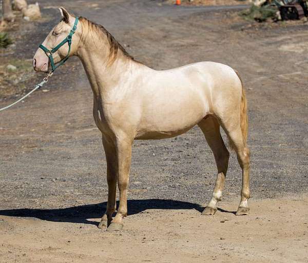 perlino-andalusian-horse