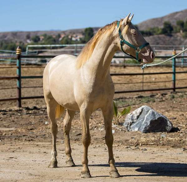 blue-eyes-andalusian-horse