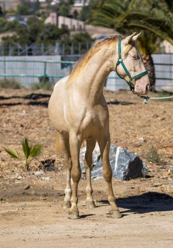 green-eyes-andalusian-horse