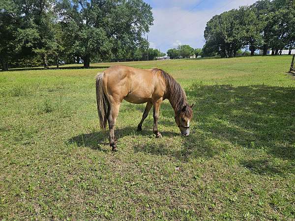 bay-perlino-pony-quarter-pony-mare-stallion