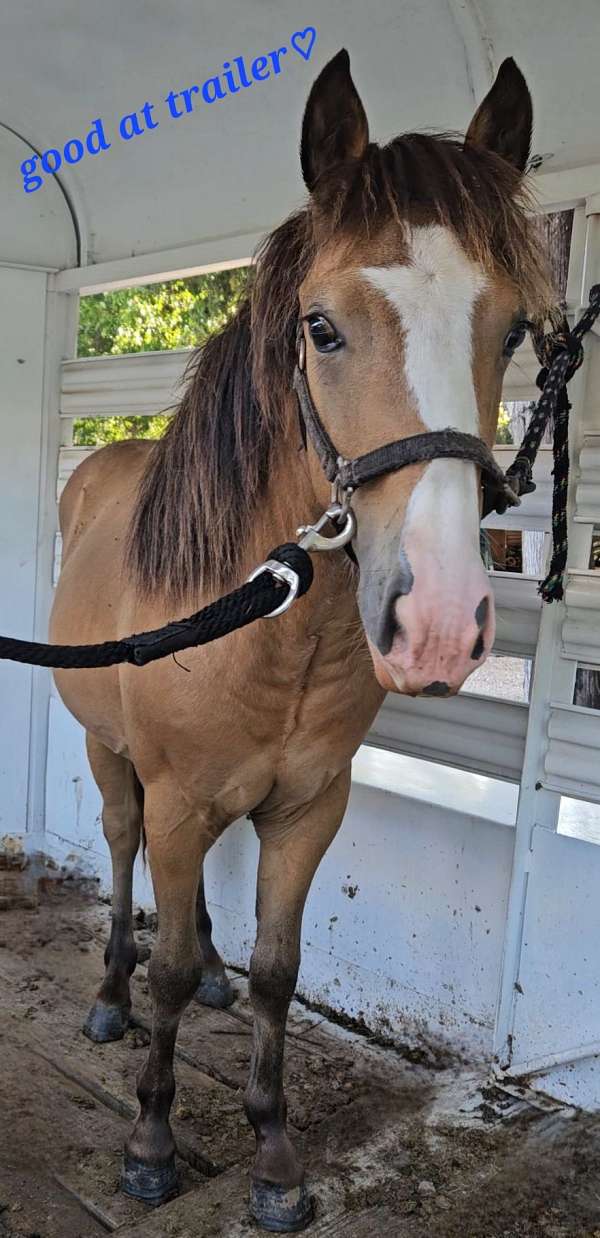 blue-eyed-pony-quarter-pony