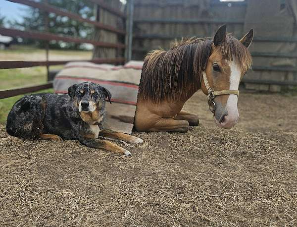 stallion-pony-quarter-pony
