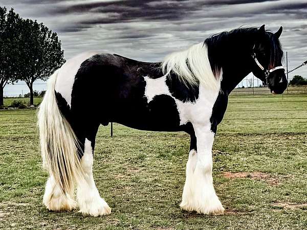 athlete-gypsy-vanner-horse