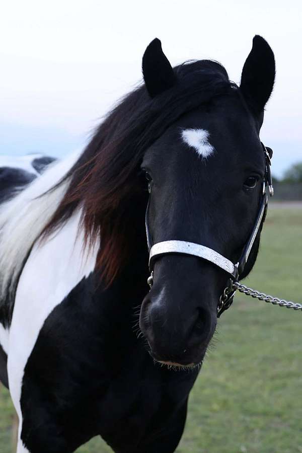 athlete-stallion
