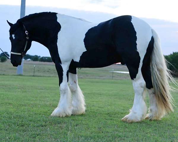 sweet-stallion