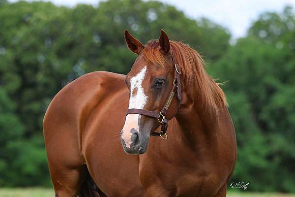 reyz-n-hell-quarter-horse