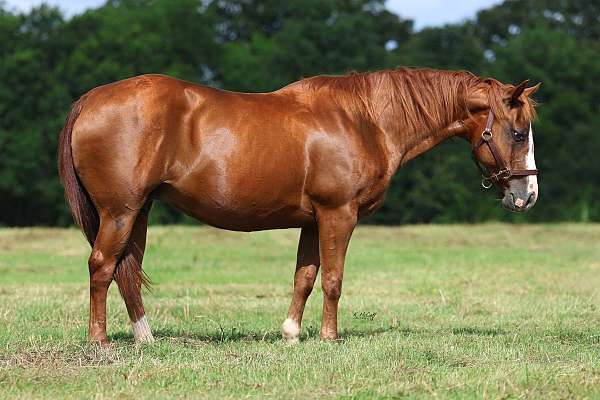 reyz-n-hell-horse