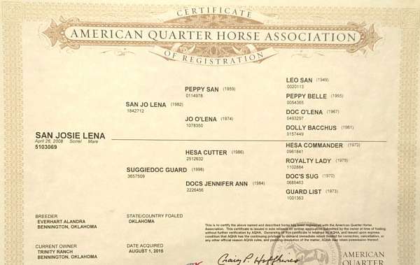 bred-to-broodmare