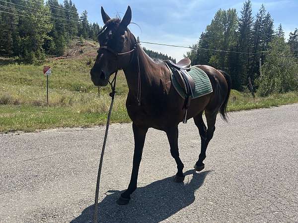 basics-thoroughbred-horse