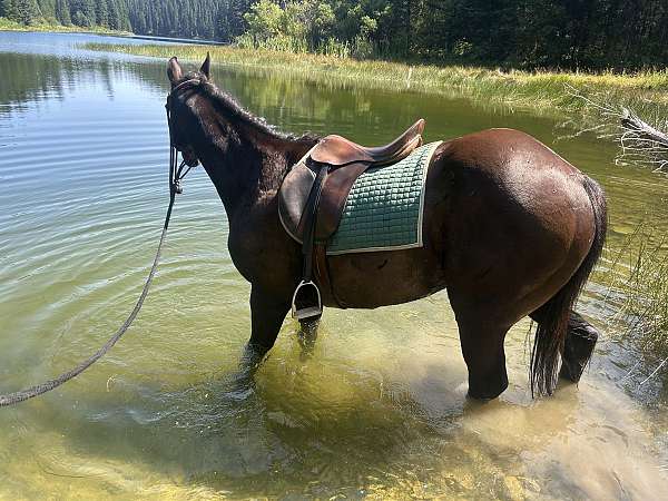athletic-thoroughbred-horse