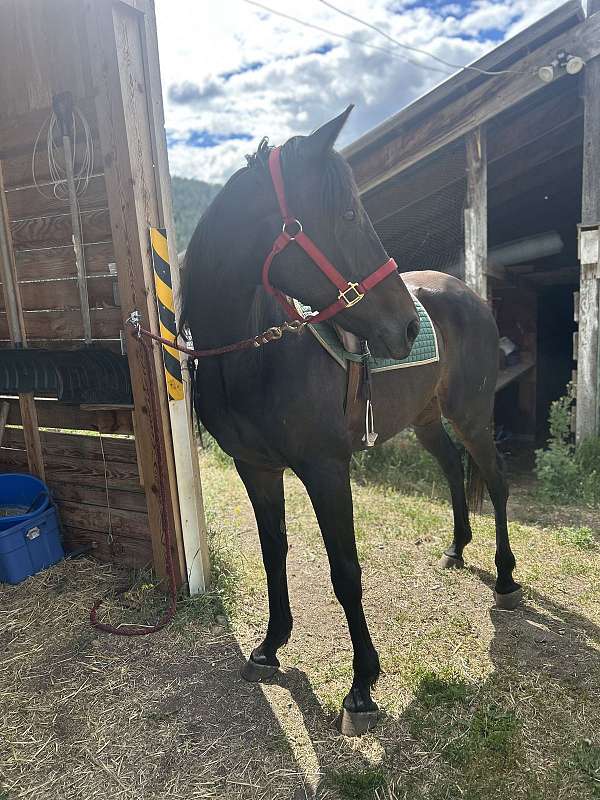 all-around-thoroughbred-horse