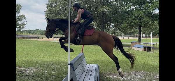 phr-warmblood-horse