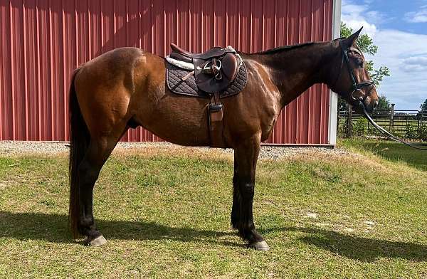 english-pleasure-warmblood-horse