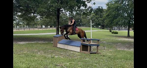 equitation-warmblood-horse