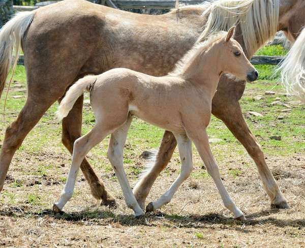 equitation-morgan-palomino-horse