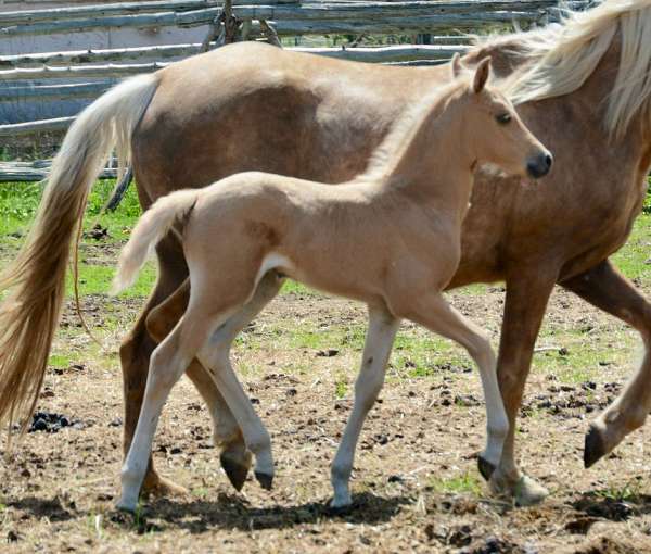 bug-morgan-horse