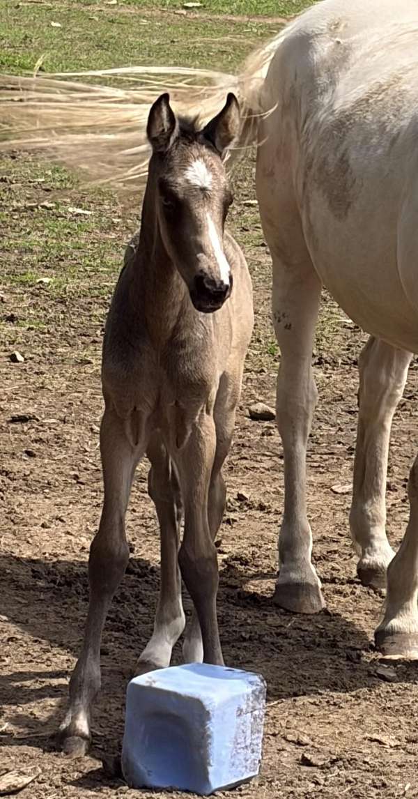 morgan-colt