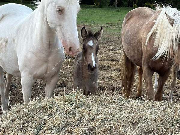 morgan-horse-for-sale