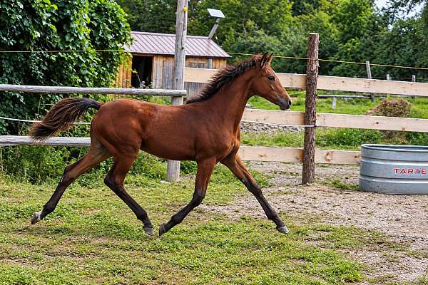 breeding-foundation-morgan-horse