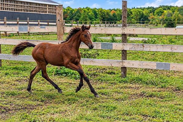 bay-morgan-filly-mare