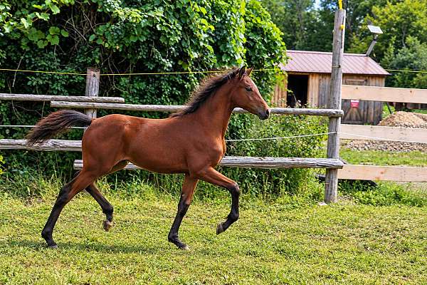 beauty-morgan-horse
