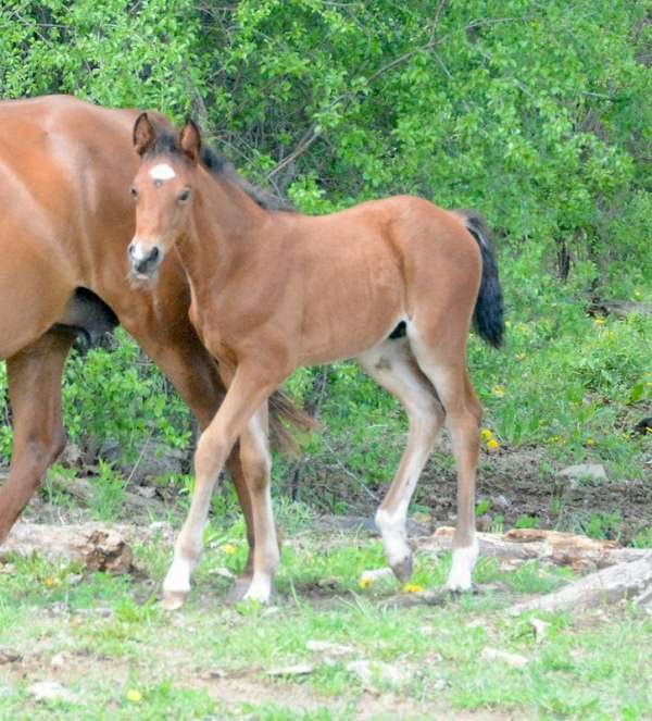 morgan-colt