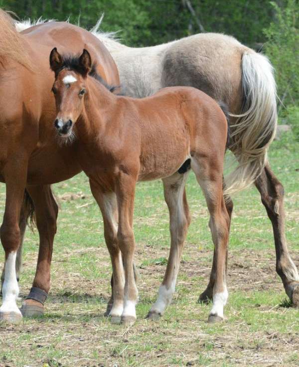 morgan-horse-for-sale