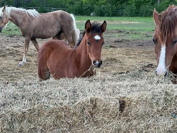 morgan-horse