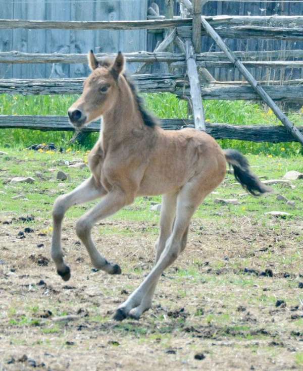 black-buckskin-morgan-colt-mare