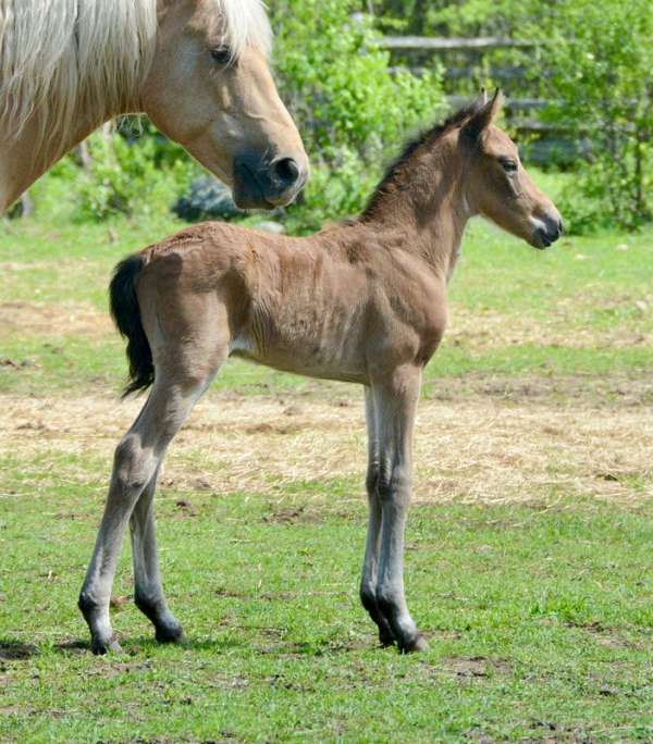 black-buckskin-equitation-horse
