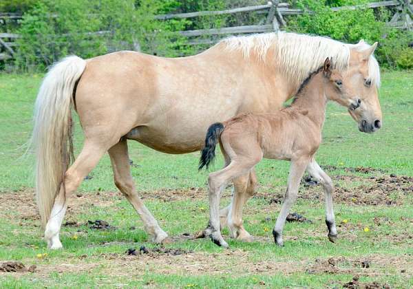 black-buckskin-performance-horse