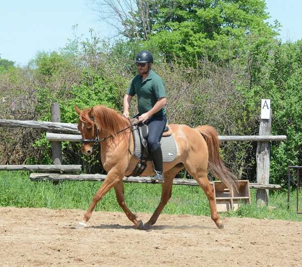 dressage-jumping-morgan-quarter-horse