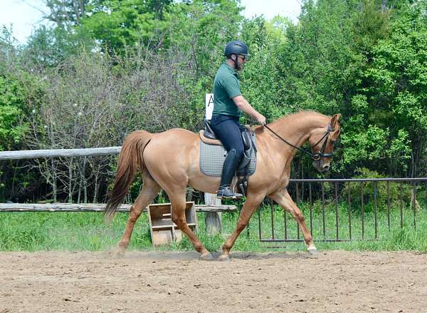 dun-red-dun-morgan-quarter-horse-gelding