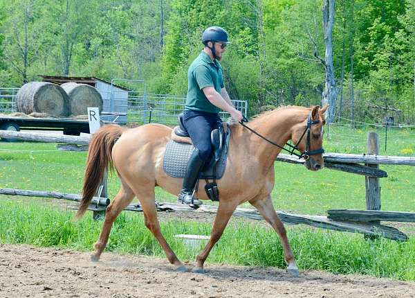 dun-red-dun-dressage-jumping-horse