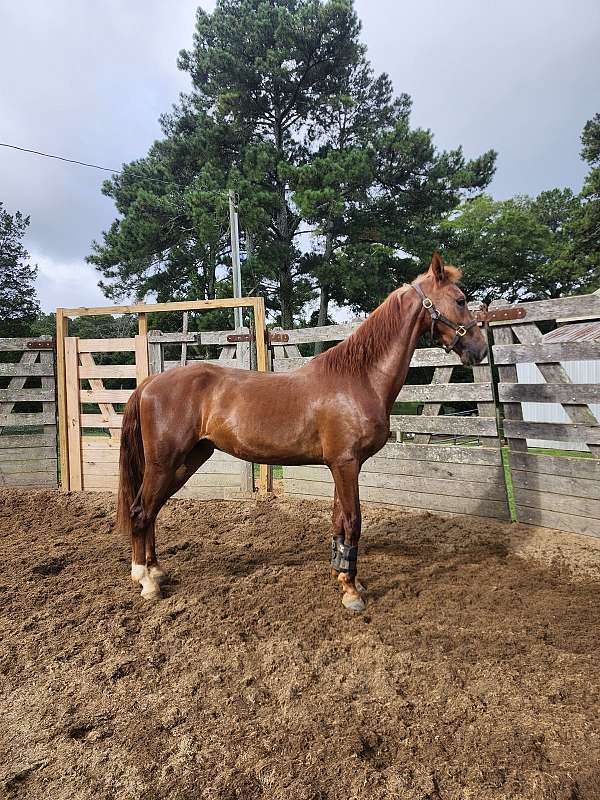 disposition-saddlebred-horse