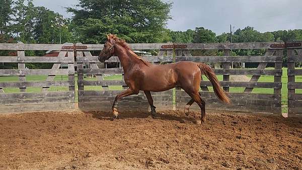 easy-to-work-with-saddlebred-horse