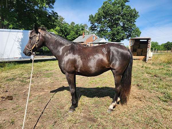 morgan-mare