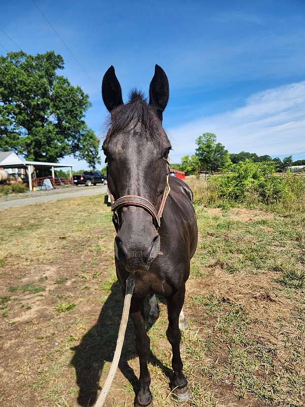 morgan-horse-for-sale