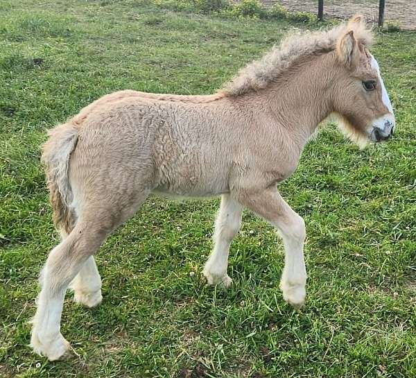 dun-ghra-colt