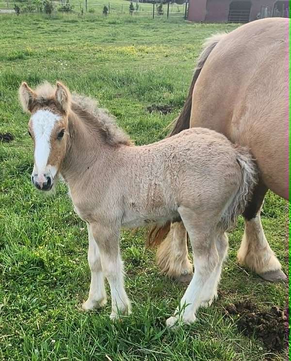 dun-ghra-horse