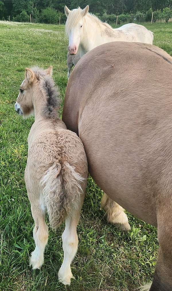 bay-dun-gypsy-vanner-colt