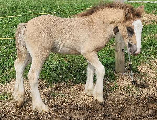 grulla-gypsy-vanner-colt-foal