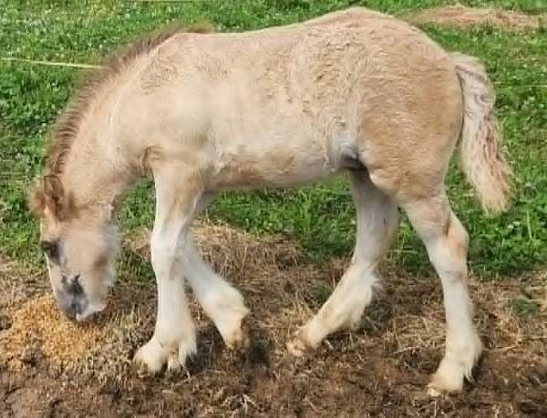 gypsy-colt-foal