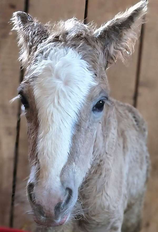 vanner-colt-foal