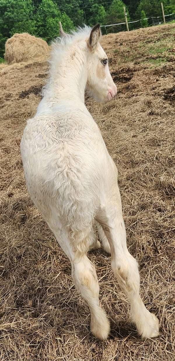 tobiano-splashed-white-horse