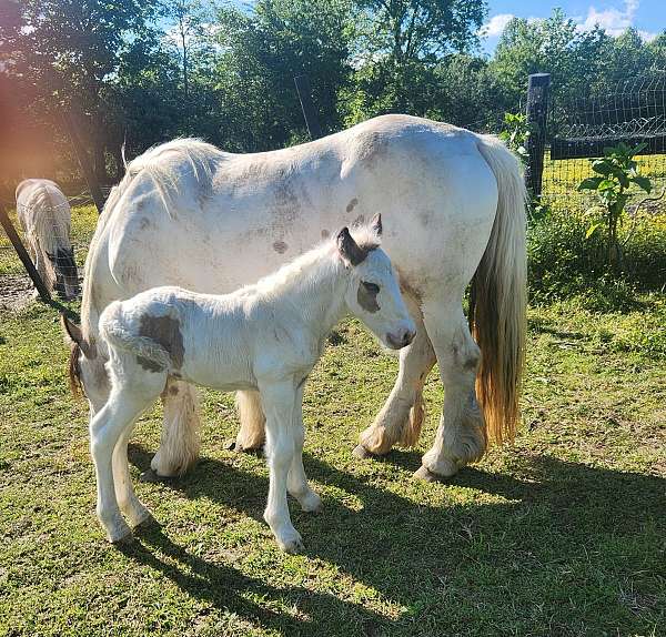 buckskin-tobiano-splashed-white-horse