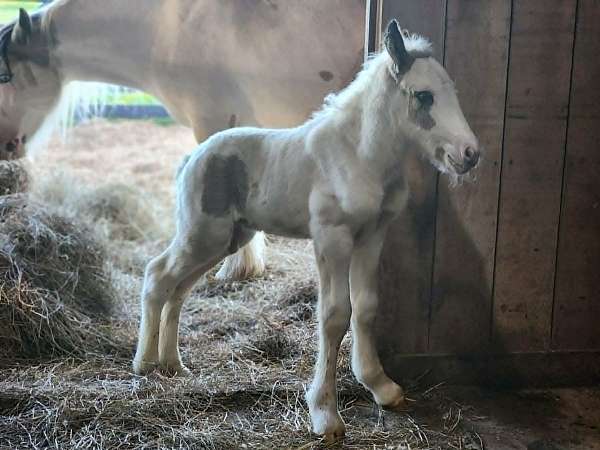 tobiano-splashed-white