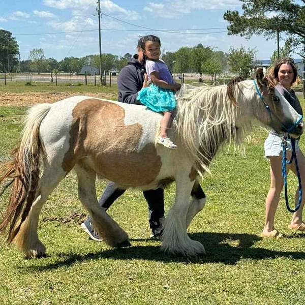 buckskin-tobiano-gypsy-vanner-stallion